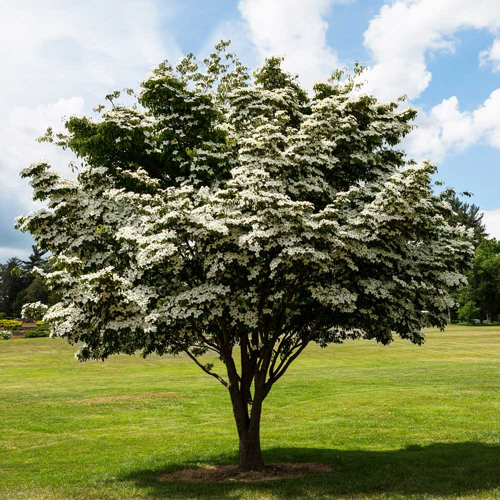 Kousa Dogwood picture